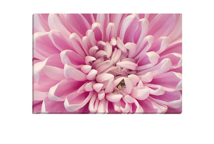 A Pink Bloom | Flower Wall Art Print