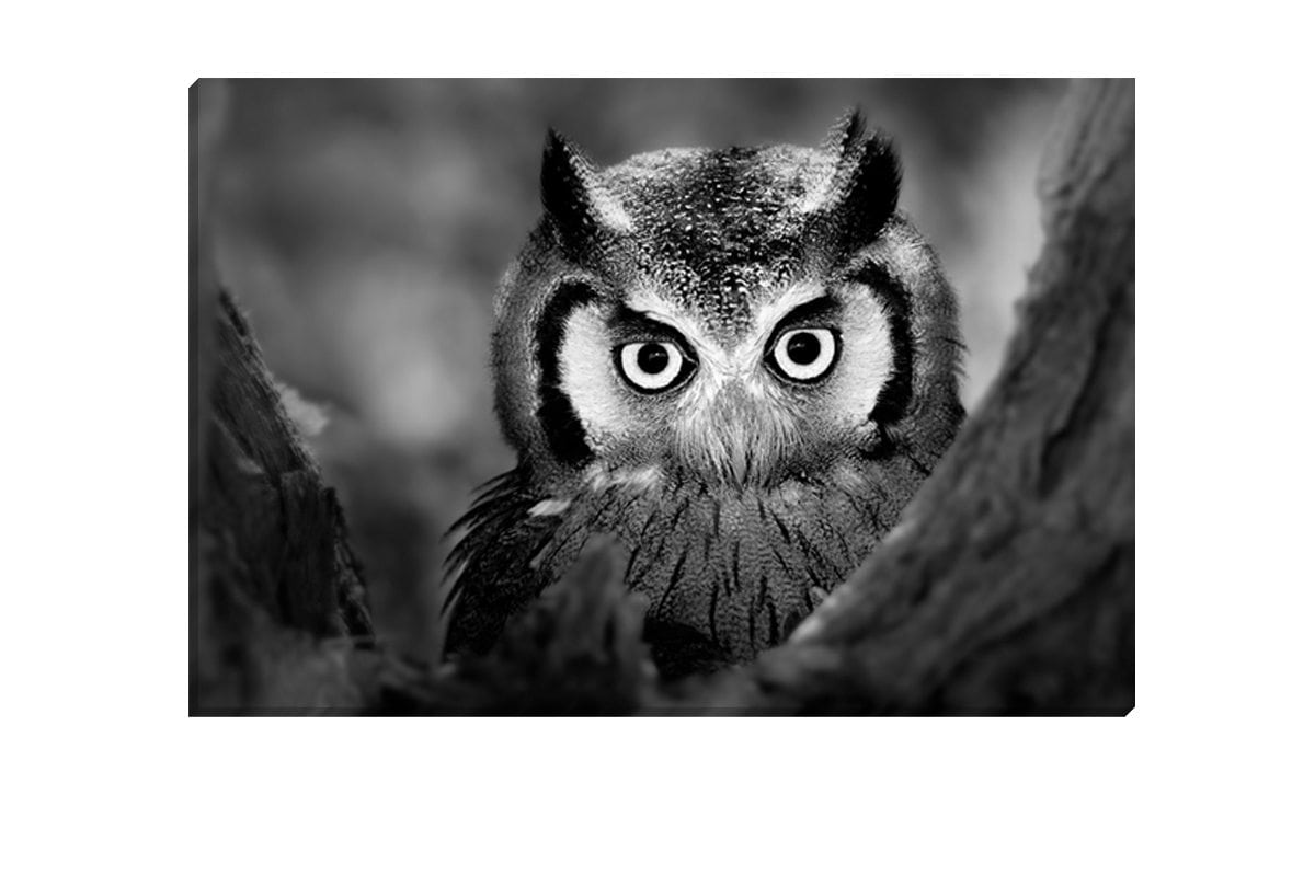 Owl Black and White | Canvas Art Print