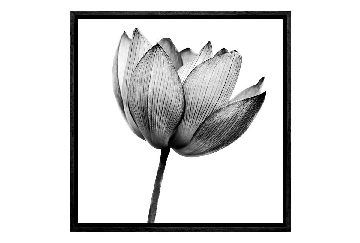 Lotus Flower in Black & White | Canvas Wall Art Print