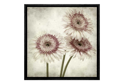 Vintage Daisies | Canvas Wall Art Print