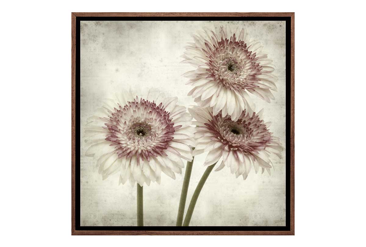 Vintage Daisies | Canvas Wall Art Print