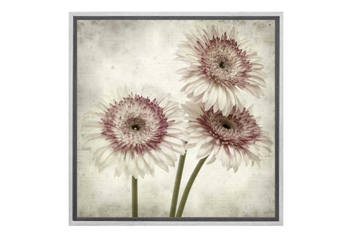 Vintage Daisies | Canvas Wall Art Print