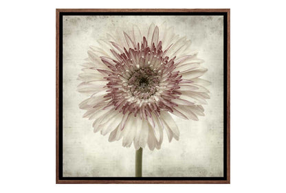 Vintage Daisy | Canvas Wall Art Print