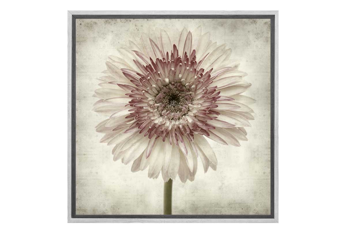 Vintage Daisy | Canvas Wall Art Print