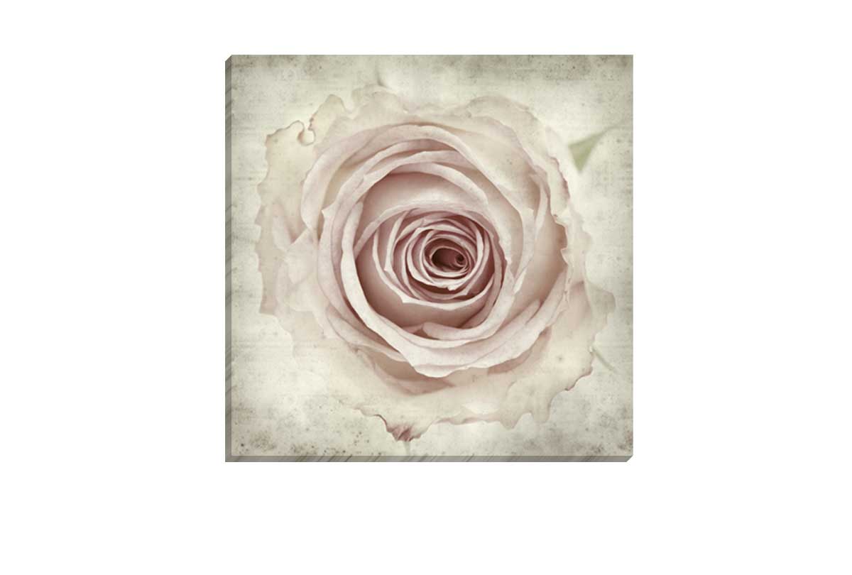 Vintage Rose Bud | Canvas Wall Art Print