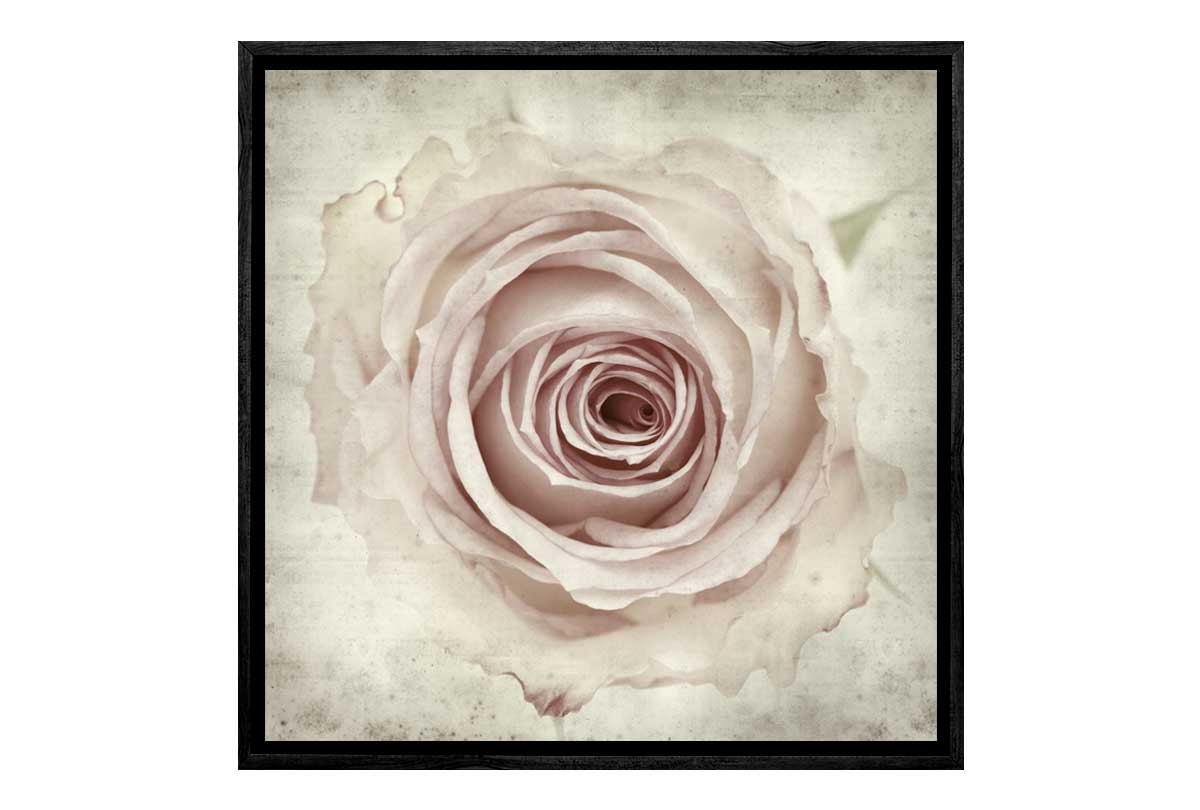 Vintage Rose Bud | Canvas Wall Art Print