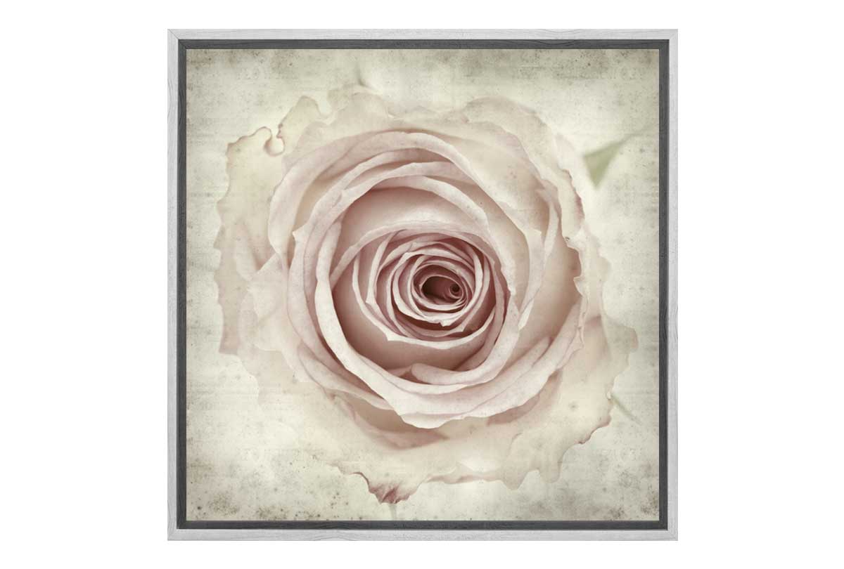 Vintage Rose Bud | Canvas Wall Art Print