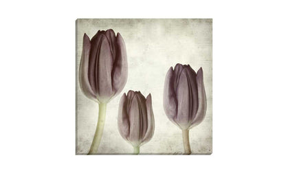 Vintage Tulip | Canvas Wall Art Print