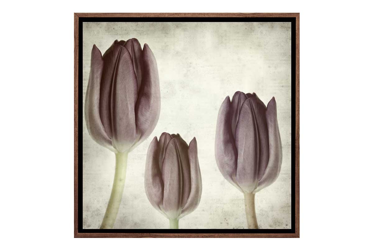 Vintage Tulip | Canvas Wall Art Print