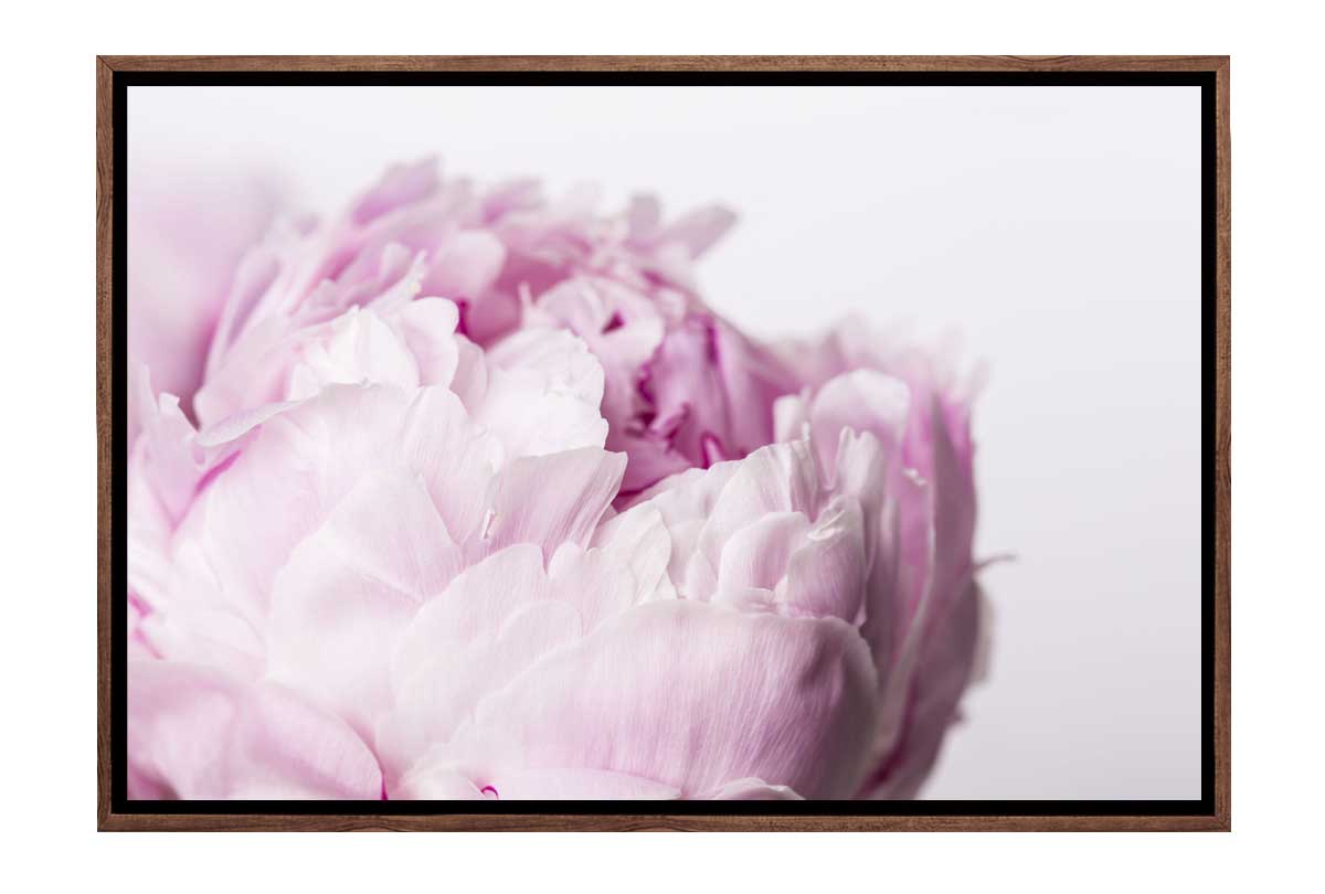 Powder Pink Peony Bloom | Canvas Wall Art Print