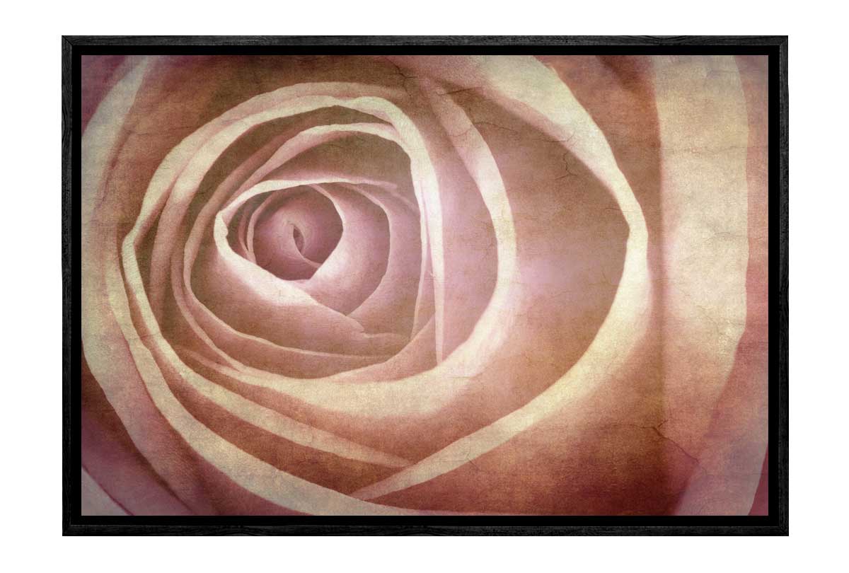 Rose Bud in Sepia Tone | Canvas Wall Art Print
