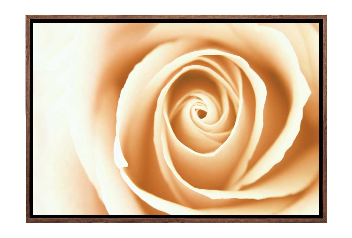 Sepia Rosebud | Canvas Wall Art Print