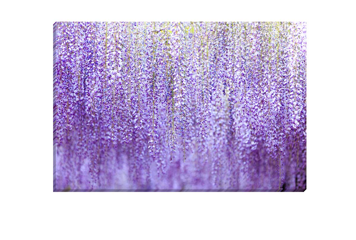 Weeping Wisteria | Canvas Wall Art Print