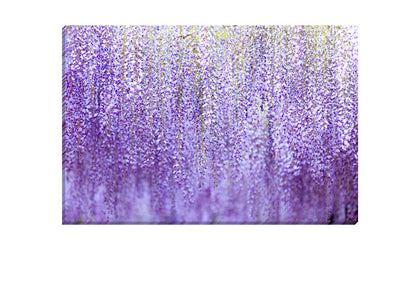 Weeping Wisteria | Canvas Wall Art Print