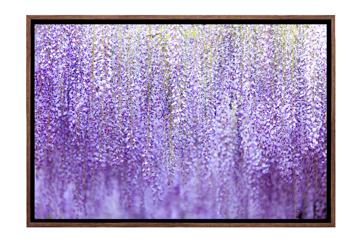 Weeping Wisteria | Canvas Wall Art Print