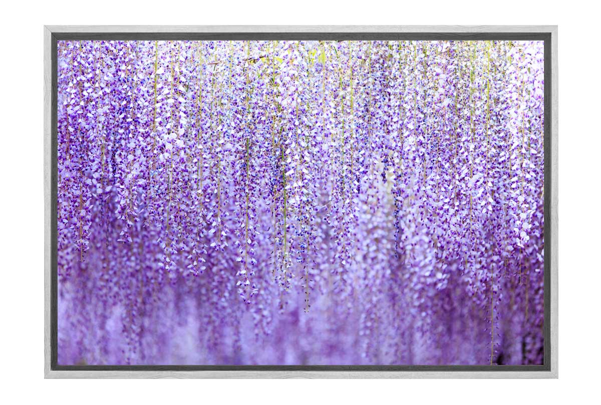 Weeping Wisteria | Canvas Wall Art Print