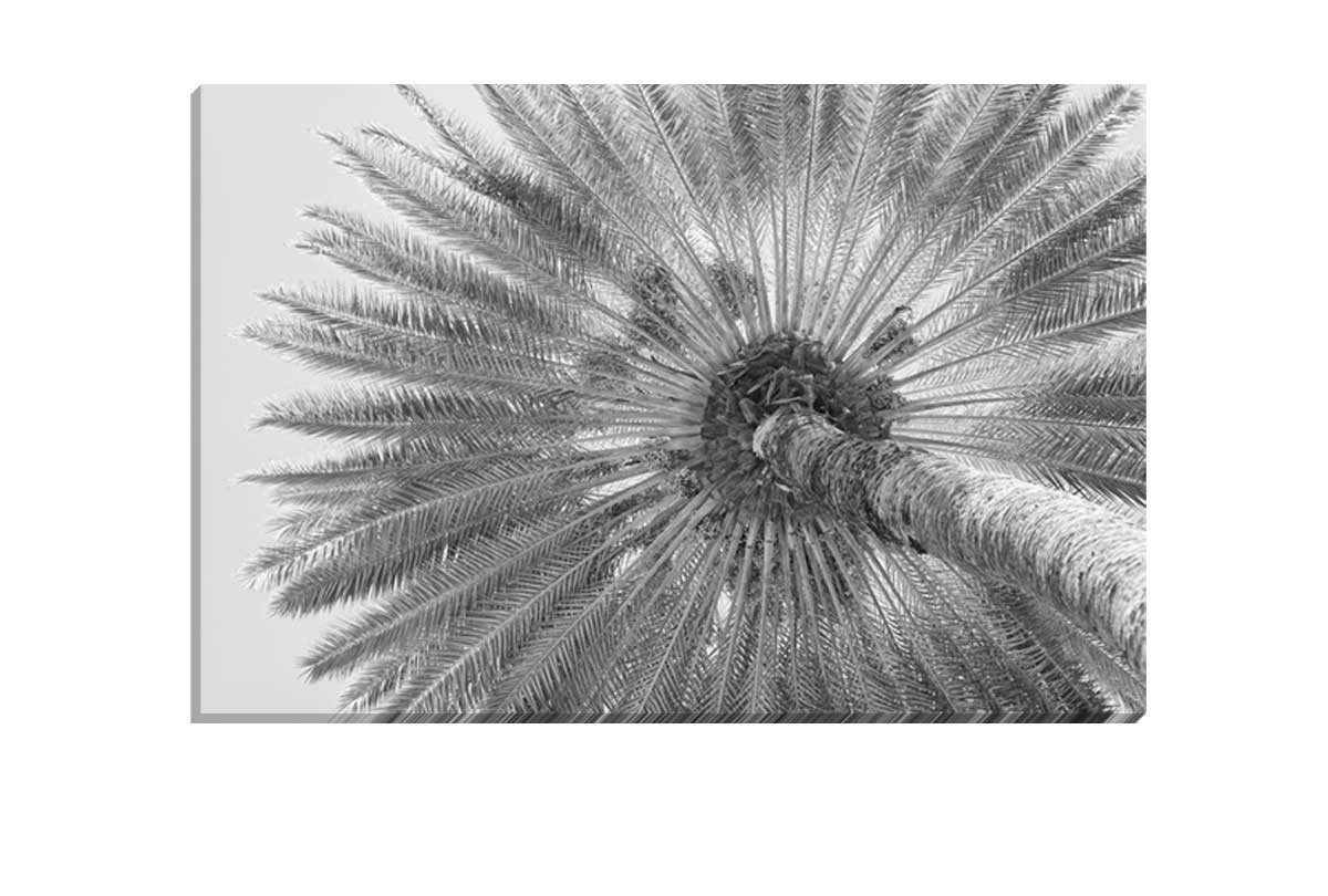 B&W Palm from Below | Canvas Wall Art Print