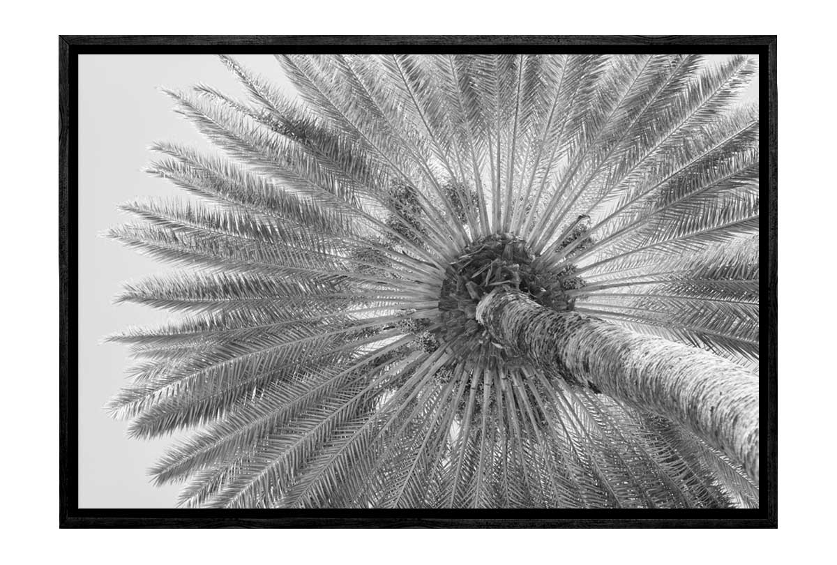 B&W Palm from Below | Canvas Wall Art Print