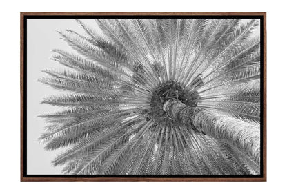 B&W Palm from Below | Canvas Wall Art Print