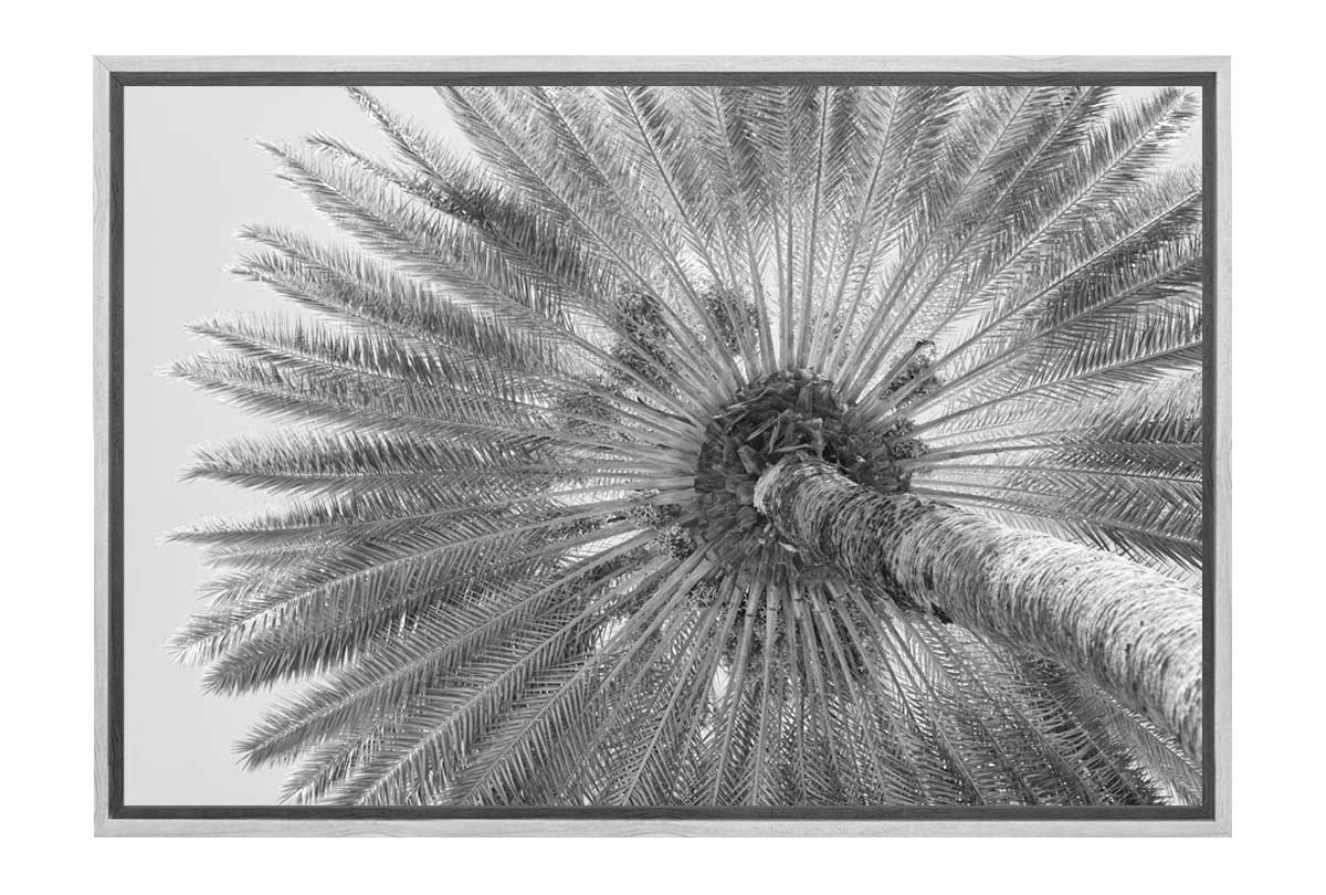 B&W Palm from Below | Canvas Wall Art Print