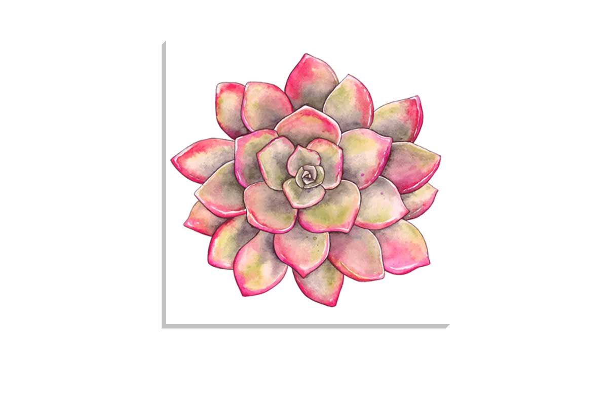 Green Red Succulent | Canvas Wall Art Print
