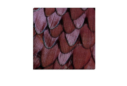 Maroon Feathers | Canvas Art Print