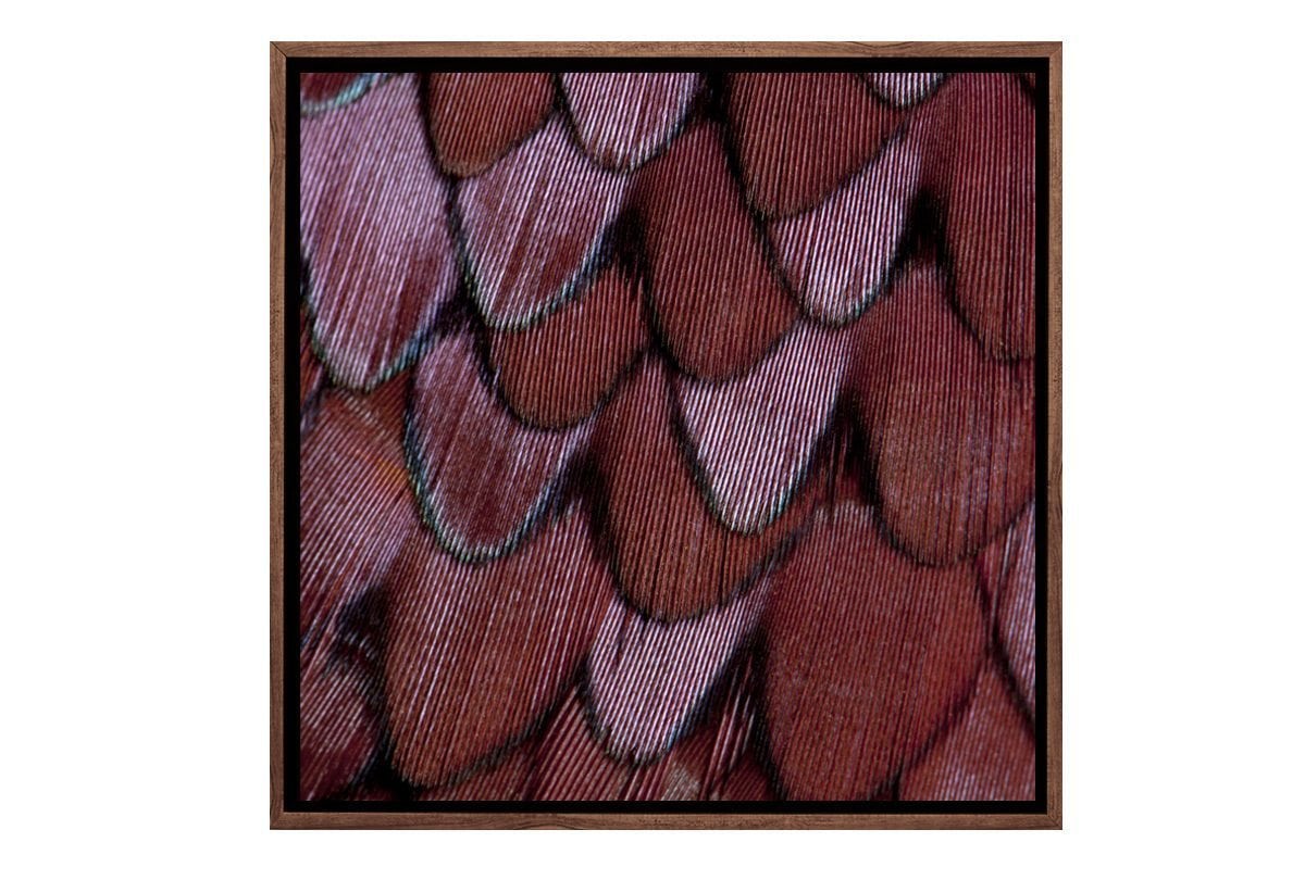 Maroon Feathers | Canvas Art Print