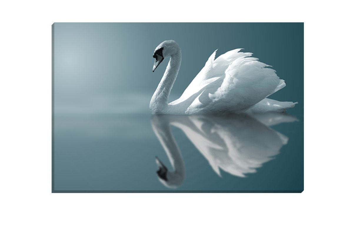 White Swan | Canvas Art Print