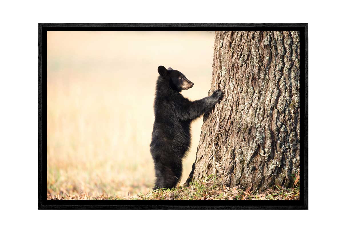 Black Bear Cub | Canvas Wall Art Print
