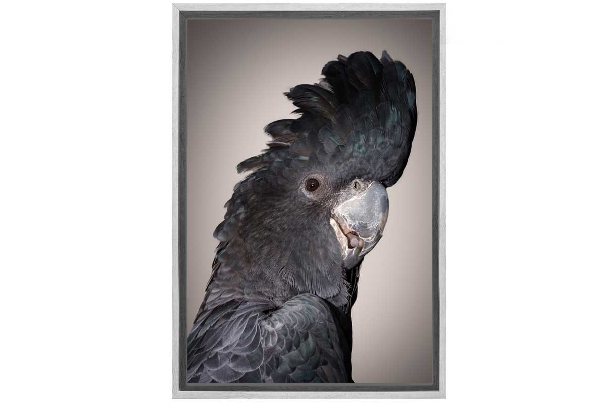 Black Cockatoo | Canvas Wall Art Print