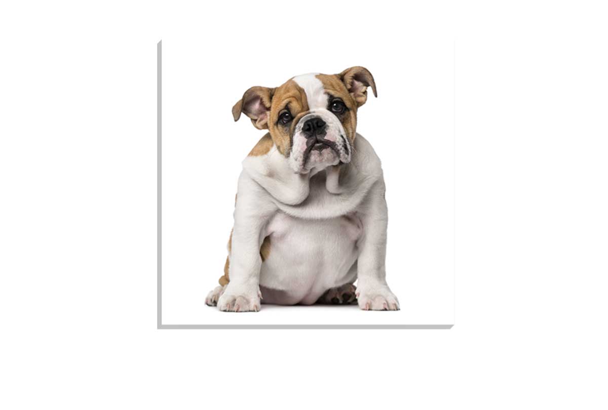 Bull Dog | Canvas Wall Art Print