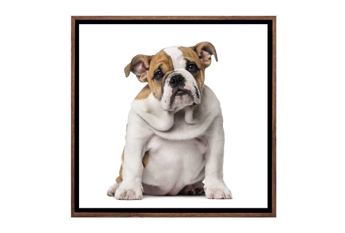 Bull Dog | Canvas Wall Art Print