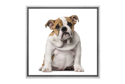 Bull Dog | Canvas Wall Art Print