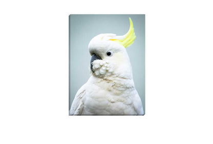 Sulphur-Crested Cockatoo | Canvas Wall Art Print