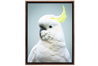 Sulphur-Crested Cockatoo | Canvas Wall Art Print