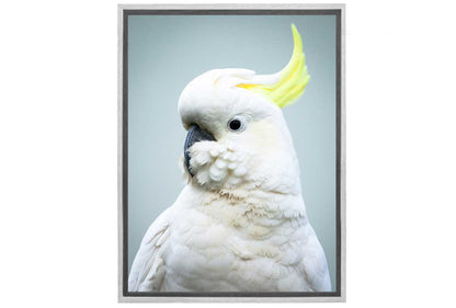 Sulphur-Crested Cockatoo | Canvas Wall Art Print