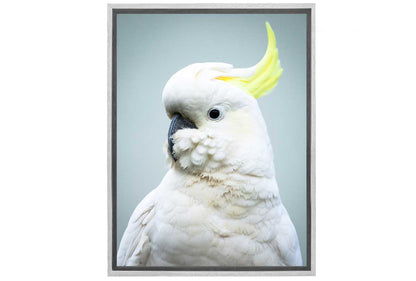 Sulphur-Crested Cockatoo | Canvas Wall Art Print