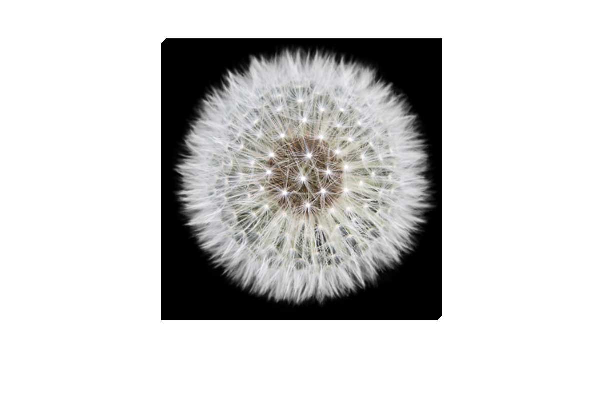 Dandelion Black Background | Canvas Wall Art Print