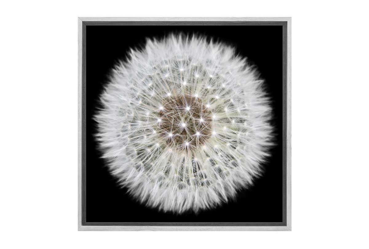 Dandelion Black Background | Canvas Wall Art Print