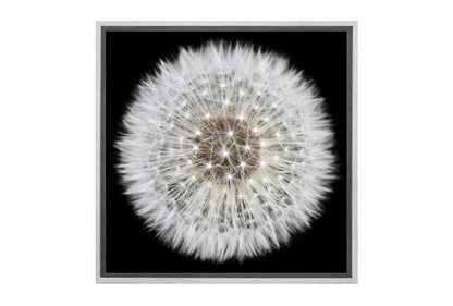 Dandelion Black Background | Canvas Wall Art Print