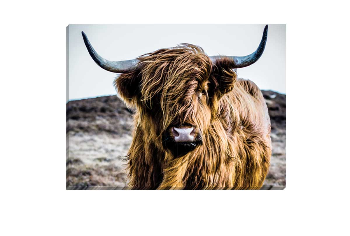 Highland Cow | Canvas Wall Art Print