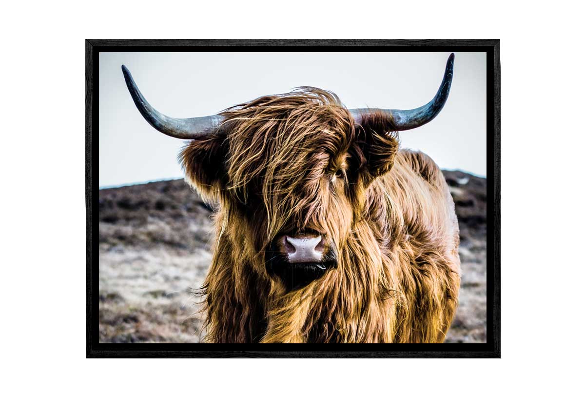 Highland Cow | Canvas Wall Art Print