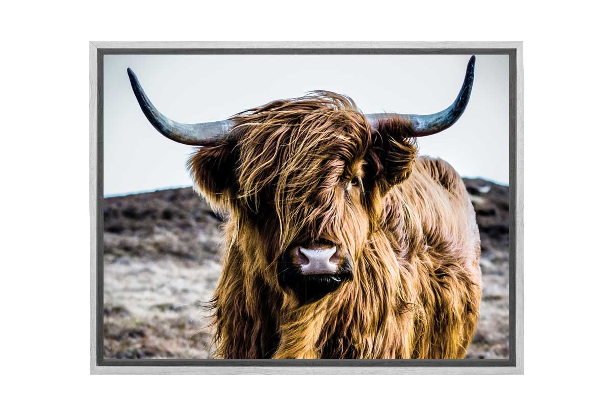 Highland Cow | Canvas Wall Art Print