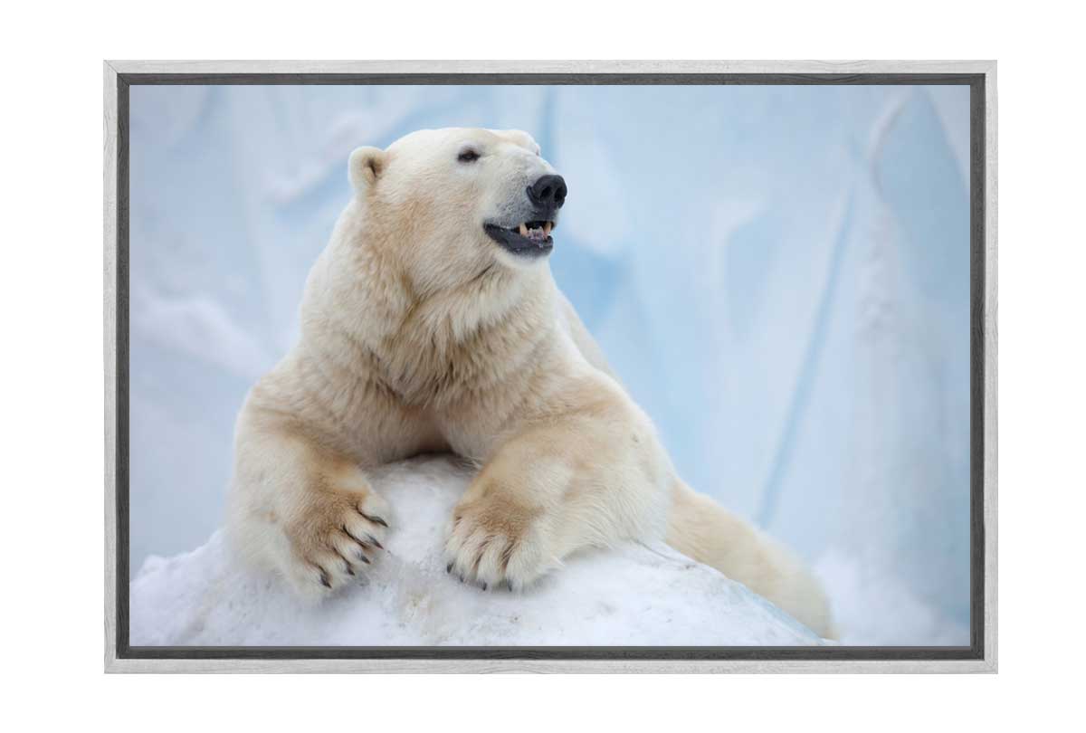 Polar Bear Portrait | Canvas Wall Art Print