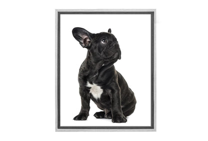 Bulldog Black and White | Canvas Wall Art Print