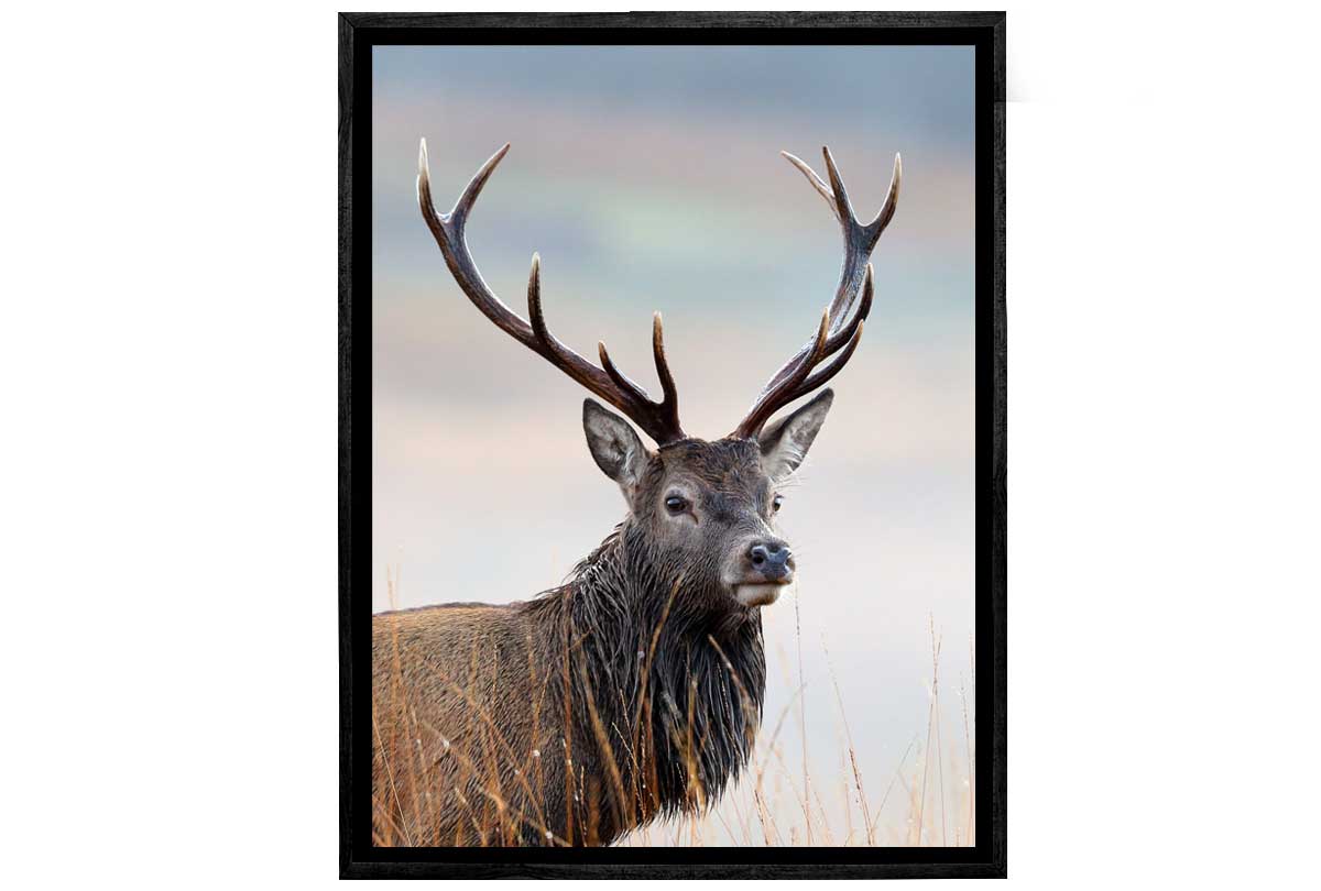 Deer Stag Portrait | Canvas Wall Art Print