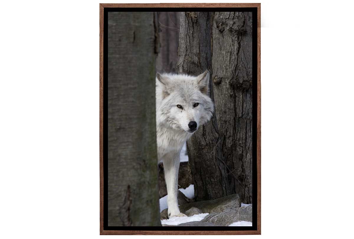 Timber Wolf | Canvas Wall Art Print