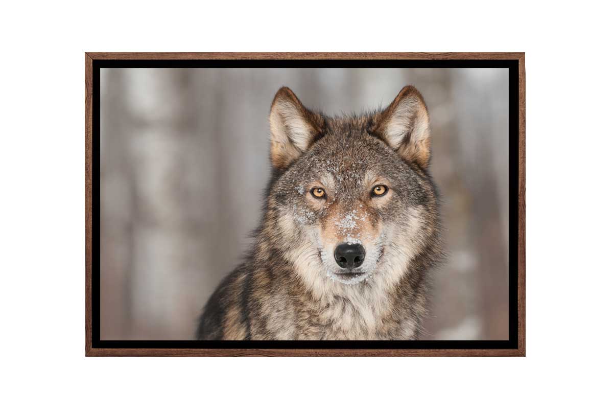 Grey Wolf Portrait | Canvas Wall Art Print