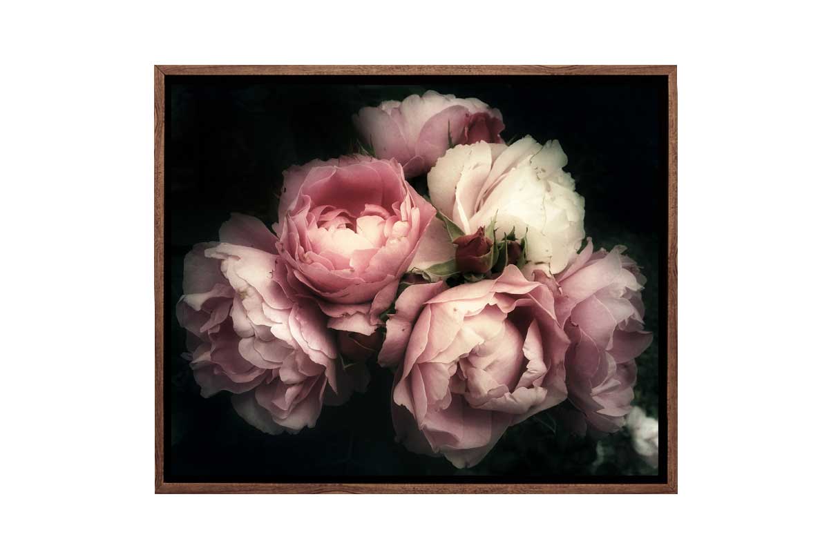 Pink Posie | Canvas Wall Art Print