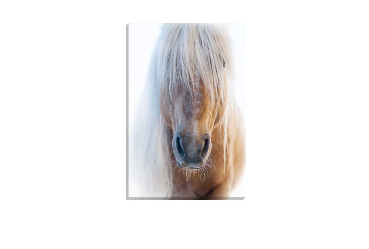 Palomino | Canvas Art Print